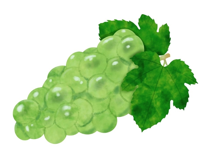 Illustration of grapes with leaves in watercolor