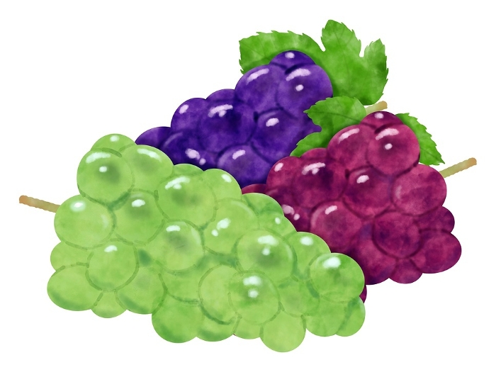 Illustration of three types of grapes in watercolor