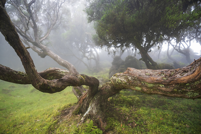 Juniper and laurel trees in the fog, Fanal, Nature Park, Madeira, Portugal, Europe, by Axel Schmies