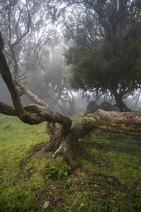 Juniper and laurel trees in the fog, Fanal, Nature Park, Madeira, Portugal, Europe, by Axel Schmies