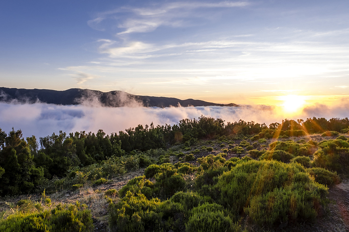 Above the clouds at sunset, Highlands, Lagoa do Fanal, Madeira, Portugal, Europe, by Axel Schmies