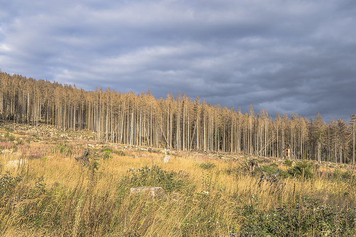 Germany, Saxony-Anhalt, Harz district, Dead spruces in the Harz National Park, by Patrice von Collani