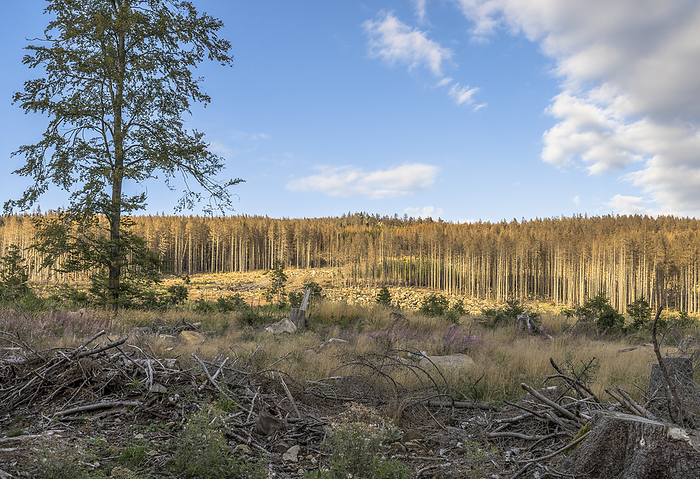 Germany, Saxony-Anhalt, Harz district, Dead spruces in the Harz National Park, by Patrice von Collani