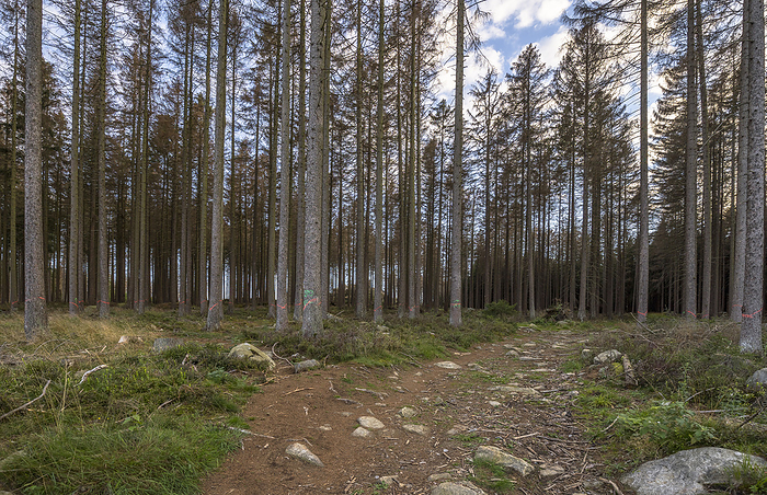 Germany, Saxony-Anhalt, Harz district, Dead spruce trees marked for removal in the Harz National Park, by Patrice von Collani