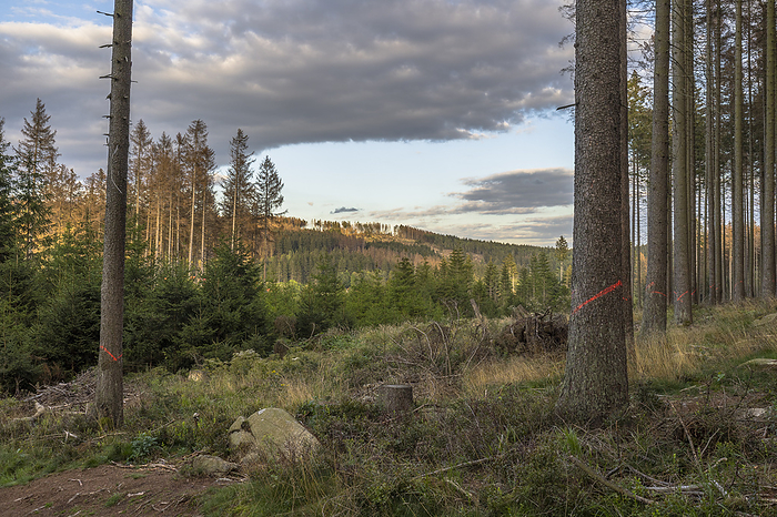 Germany, Saxony-Anhalt, Harz district, Dead spruce trees marked for removal in the Harz National Park, by Patrice von Collani