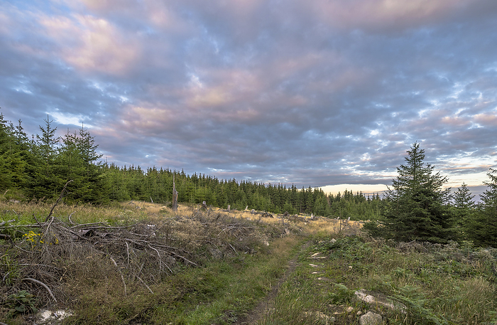 Germany, Saxony-Anhalt, Harz district, Regrowing spruces in the Harz National Park, by Patrice von Collani