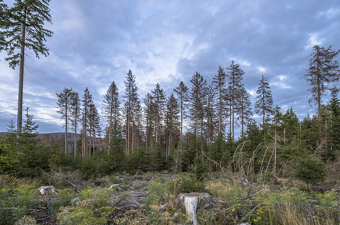 Germany, Saxony-Anhalt, Harz district, Regrowing deciduous trees & spruces in the Harz National Park, by Patrice von Collani