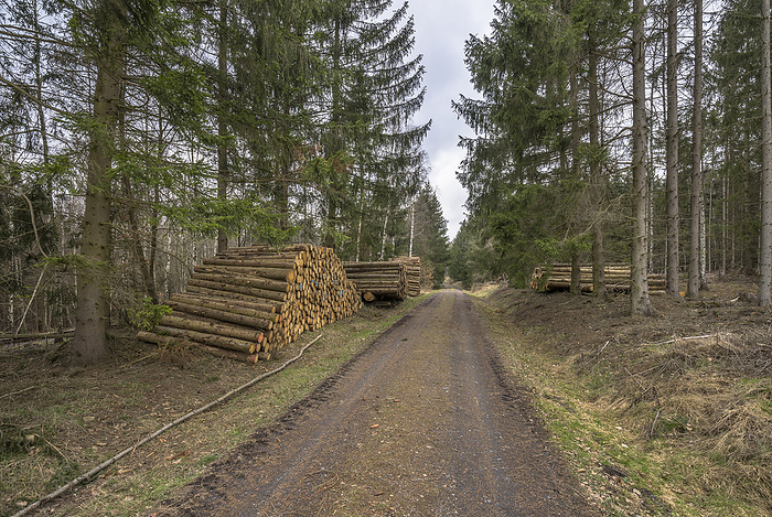 Germany, Saxony-Anhalt, Harz district, Piled up tree trunks (Polter) in the Harz Nature Park, by Patrice von Collani