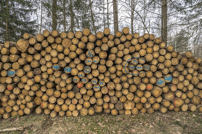 Germany, Saxony-Anhalt, Harz district, Piled up tree trunks (Polter) in the Harz Nature Park, by Patrice von Collani