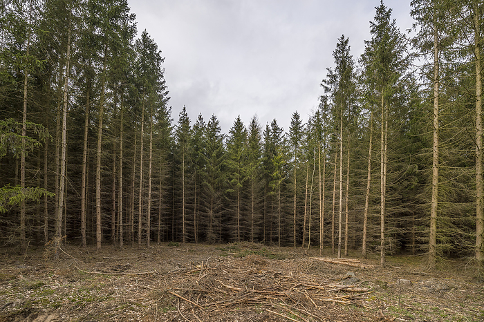 Germany, Saxony-Anhalt, Harz district, Dying spruce monoculture in the Harz Nature Park, by Patrice von Collani