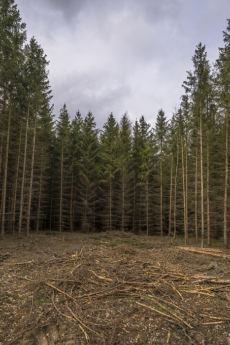 Germany, Saxony-Anhalt, Harz district, Dying spruce monoculture in the Harz Nature Park, by Patrice von Collani