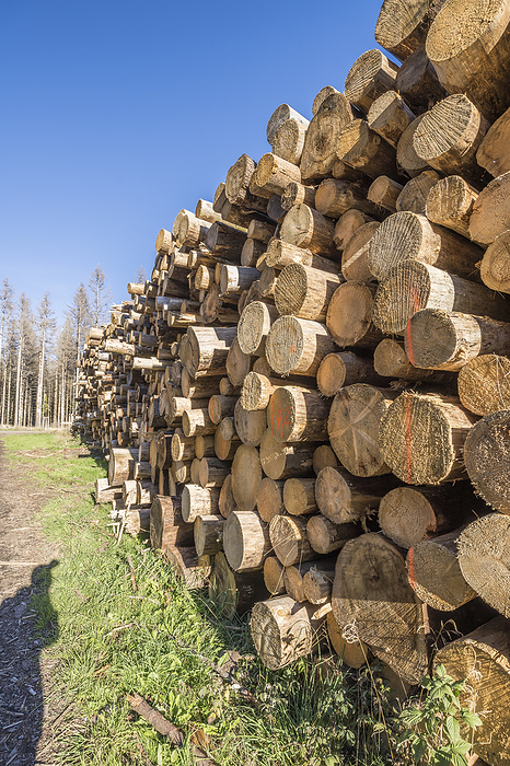 Germany, Saxony-Anhalt, Harz district, Piled up tree trunks (Polter) in the Harz National Park, by Patrice von Collani