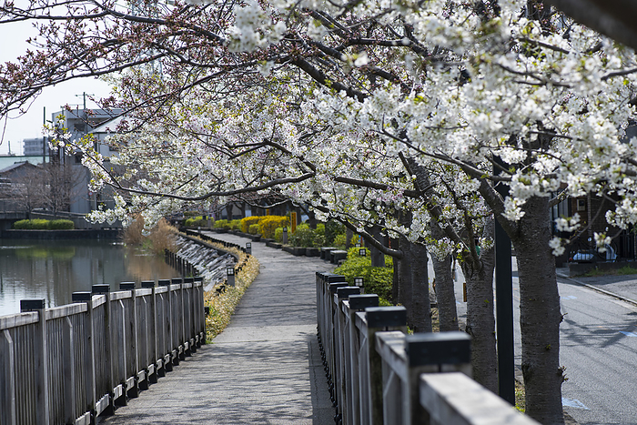 Shinkawa Oshima Cherry Blossom Boardwalk