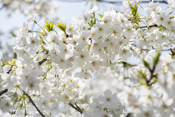 Oshima cherry blossom blooming