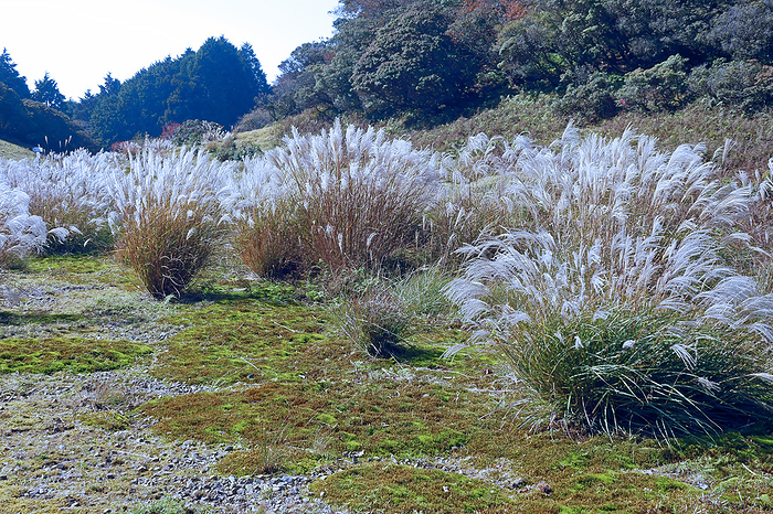 Silver grass at Irimidogatake, Mie Prefecture