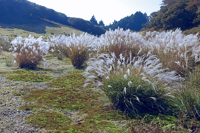 Moss field and silver grass at Irimidogatake, Mie Prefecture