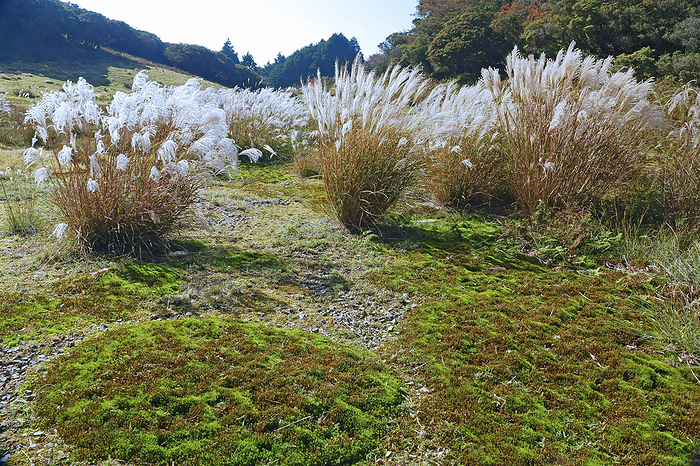 Moss field and silver grass at Irimidogatake, Mie Prefecture
