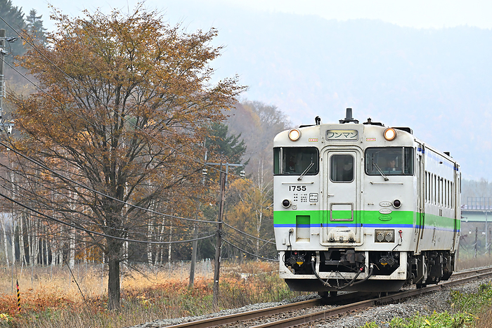 Hokkaido Nemuro Main Line Yellow Leaved Trees and a Diesel Train Type Kiha40 Taken at Nohana Minami Station   Furano Station