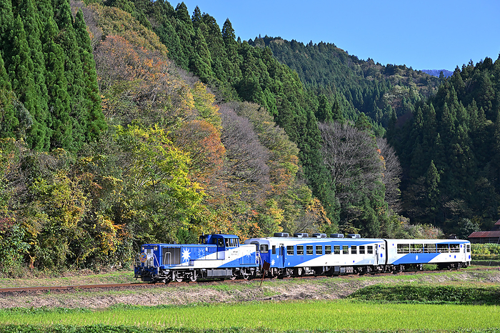 Sightseeing trolley Okuizumo Orochi go running with yellow leaves on the Kisuki Line, Shimane Prefecture Taken at Izumo Sakane Station   Yagawa Station. Okuidumo Orochi go will end operation on its last run on November 23, 2023.