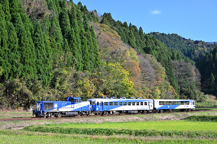 Sightseeing trolley Okuizumo Orochi go running with yellow leaves on the Kisuki Line, Shimane Prefecture Taken at Izumo Sakane Station   Yagawa Station. Okuidumo Orochi go will end operation on its last run on November 23, 2023.