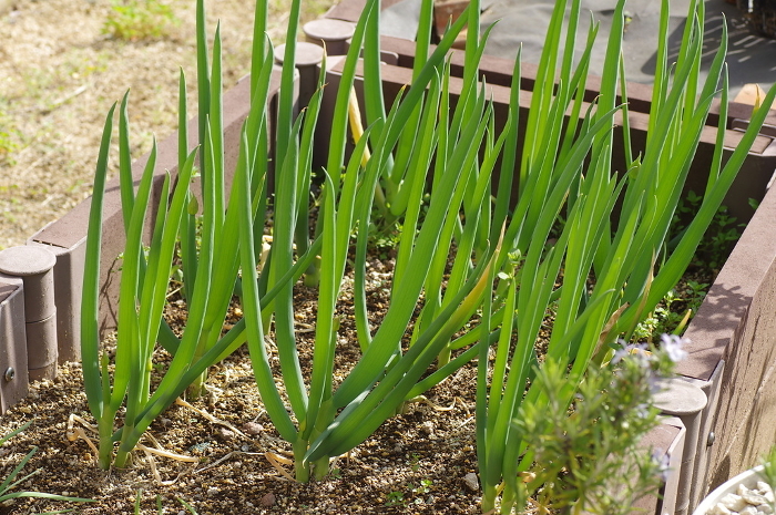 Growing green onions in the garden