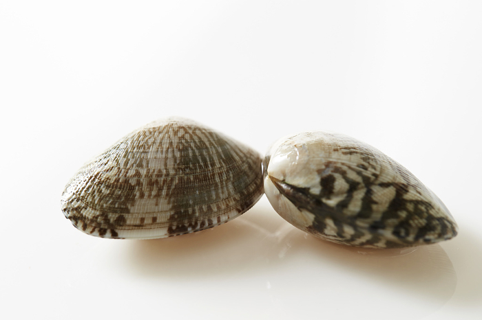 Manila clam (Ruditapes philippinarum)