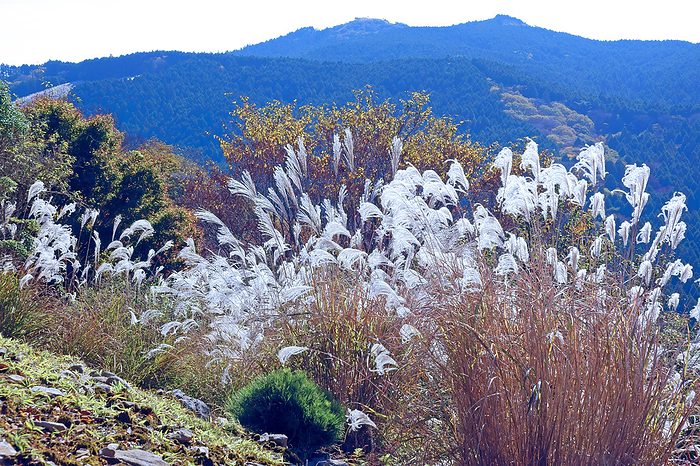 Distant view of silver grass and Sutra Peak in the Nunobiki Mountains, Mie Prefecture