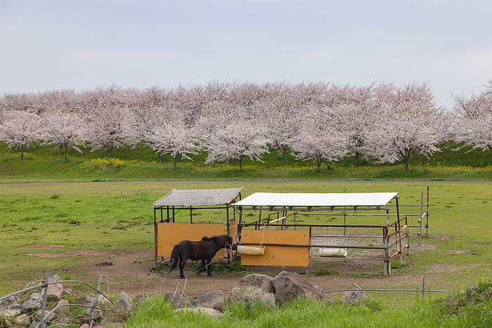 Row of Cherry Trees in Hibariyama Flower Park Shimabara City, Nagasaki Prefecture
