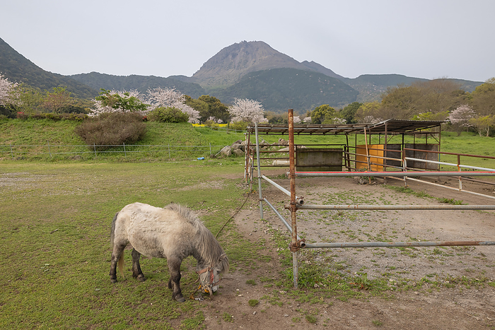 Pony at Hibariyama Flower Park Shimabara City, Nagasaki Prefecture