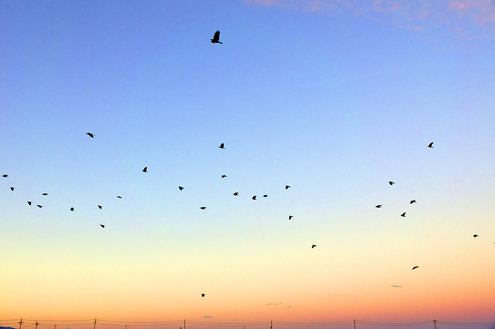 Crow returning to roost, Mie Prefecture