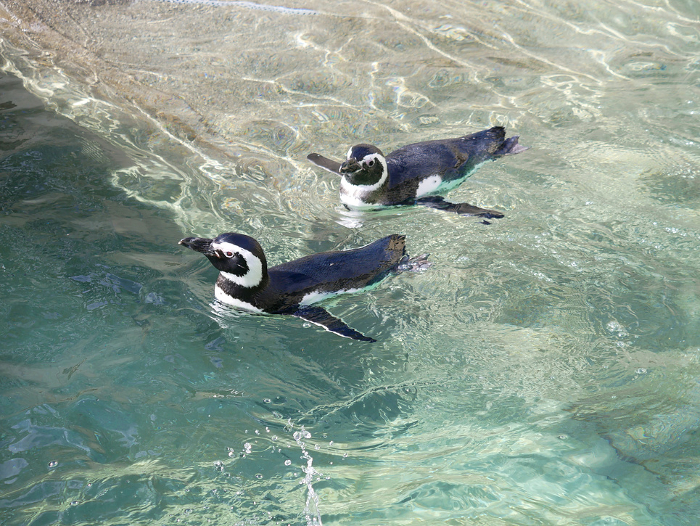 Magellanic penguin (Spheniscus magellanicus)