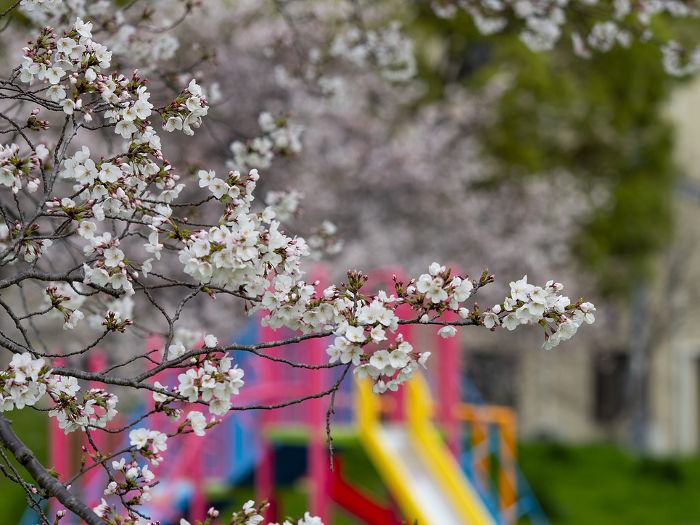 Scenery of a park with blooming cherry blossoms
