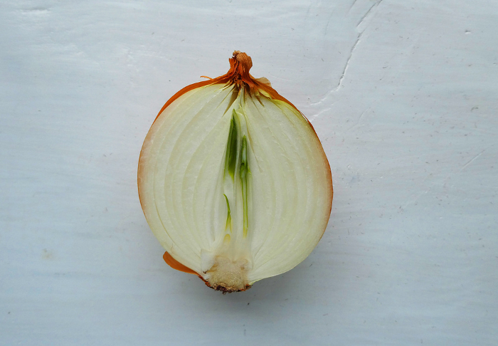 Pictures of onions sprouting new life.