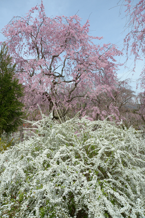 Yukiyanagi and cherry blossoms