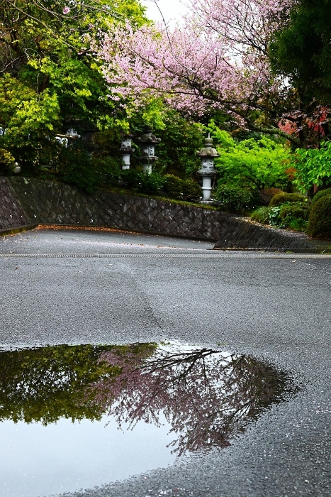 Cherry blossoms in full bloom in rainy weather,Japan Tourism Web graphics,Seasonal Backgrounds Web graphics,Japan Tourism Web graphics