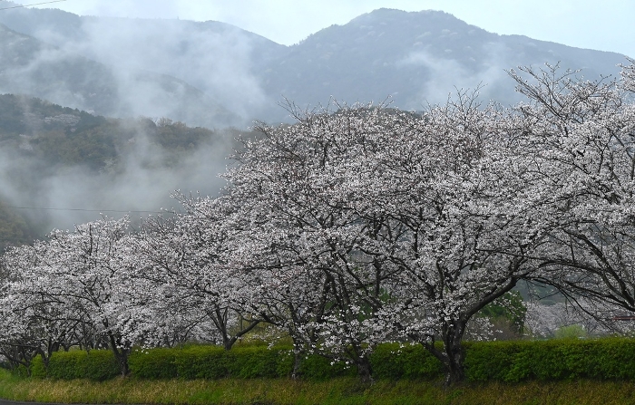 Cherry blossoms in full bloom in rainy weather,Japan Tourism Web graphics,Seasonal Backgrounds Web graphics,Japan Tourism Web graphics