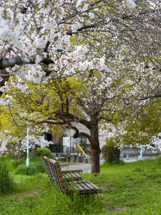 Scenery of a park with cherry blossoms in bloom