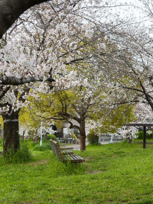 Scenery of a park with cherry blossoms in bloom