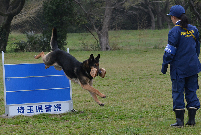 Dog jumping over an obstacle at a judging session A dog jumping over an obstacle at a judging session at the prefectural Akigase Park in Sakura ku, Saitama City at 11:0 a.m. on April 5, 2024  photo by Tsunetaro Adachi.