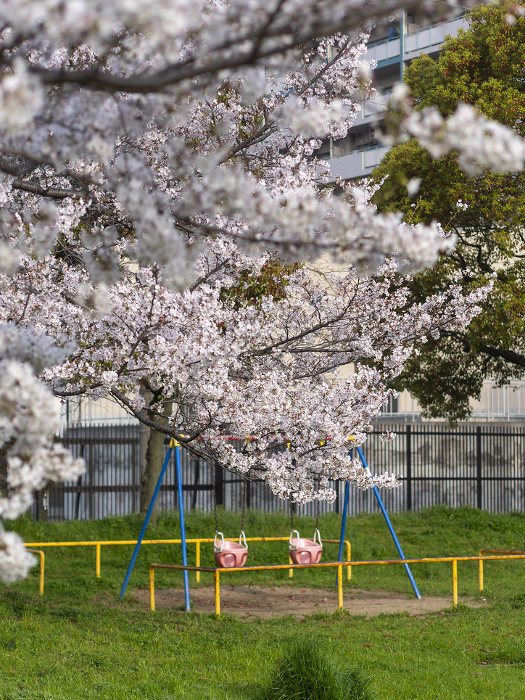 Cherry blossoms in full bloom and swings in the park
