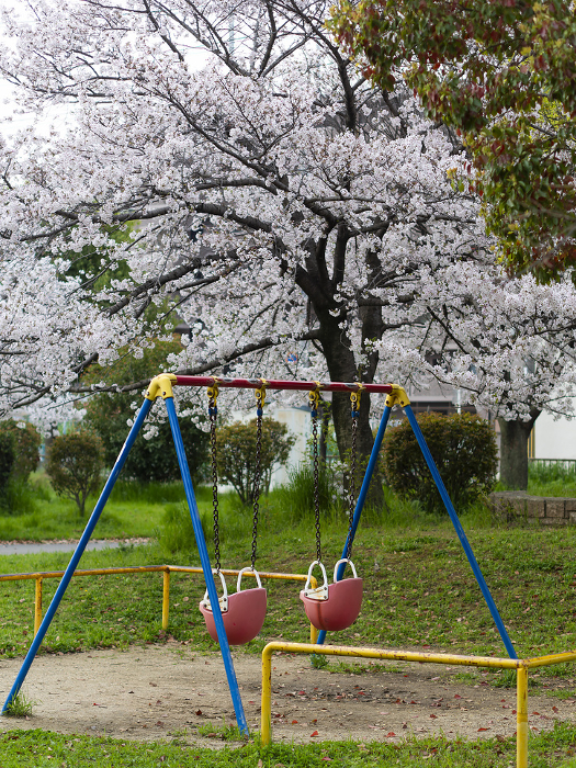 Cherry blossoms in full bloom and swings in the park