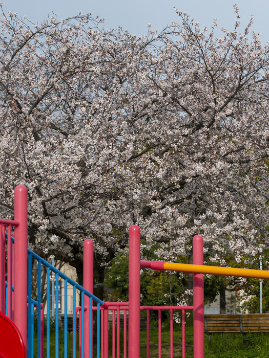 Scenery of a park with blooming cherry blossoms