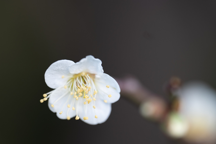 a single plum blossom