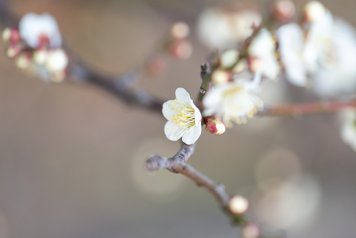 Ume blooms against a background with ball blur