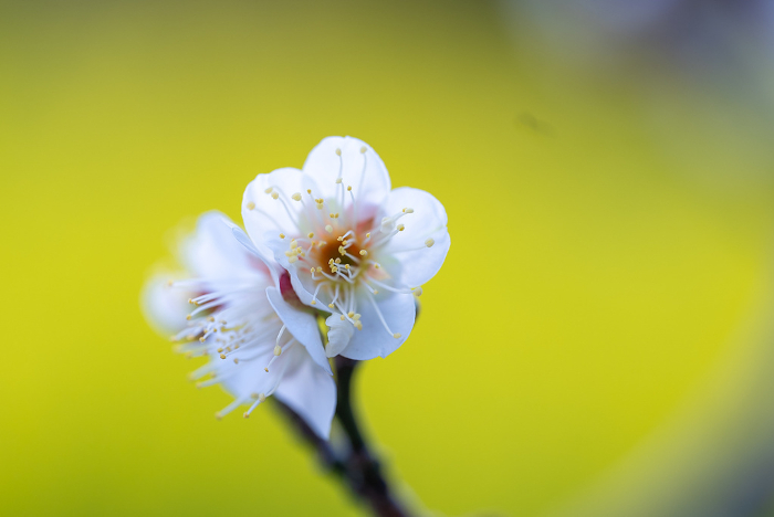 Ume blossoms against a background of rape blossoms