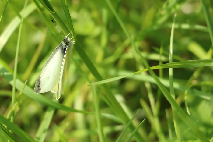 small cabbage white butterfly (Pieris rapae)