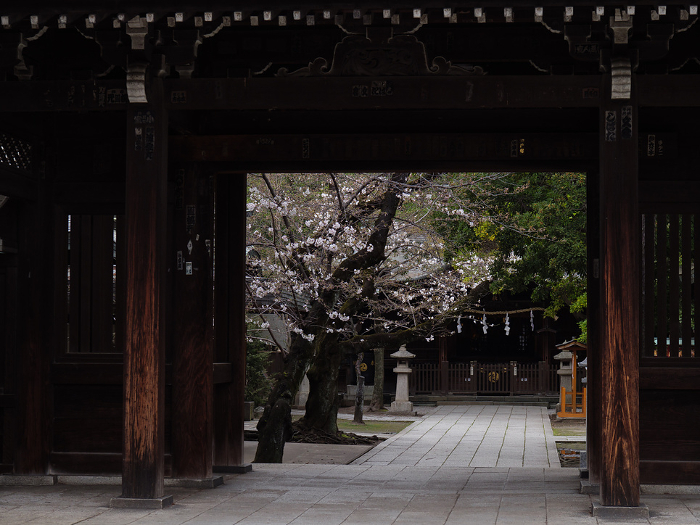 The approach to the shrine at dusk and cherry blossoms beginning to bloom Kawaguchi Shrine, Kawaguchi City, Saitama Prefecture