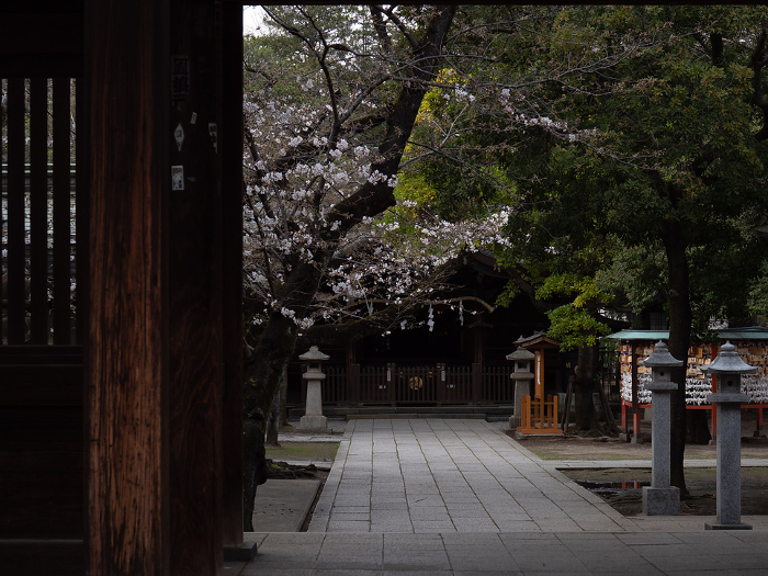 The approach to the shrine at dusk and cherry blossoms beginning to bloom Kawaguchi Shrine, Kawaguchi City, Saitama Prefecture