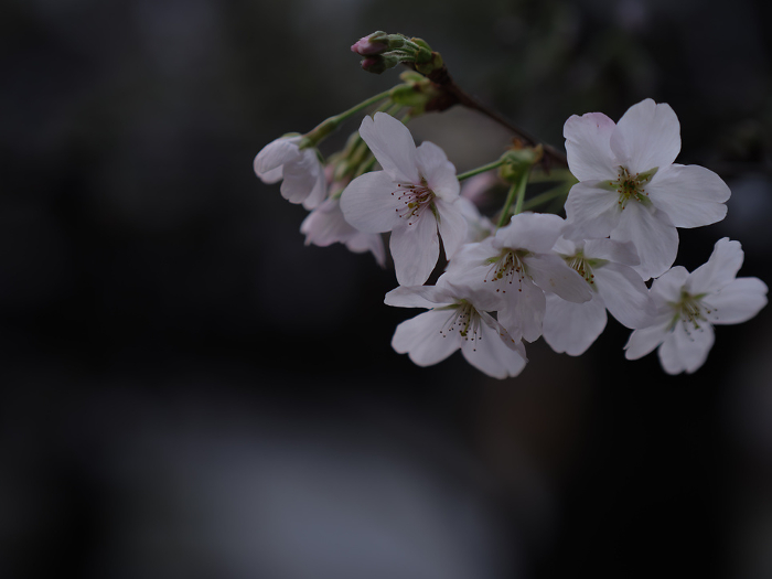 Cherry blossoms in the forest on a cloudy day