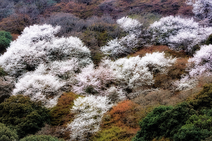 Mountain Cherry Blossoms in Arashiyama Kyoto Pref.